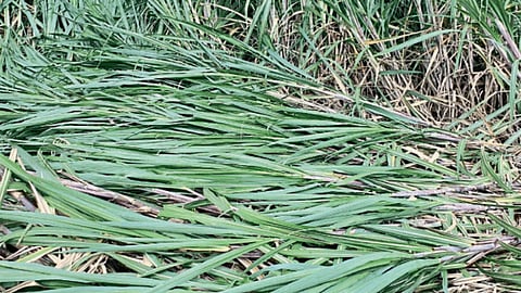 Crop Damage