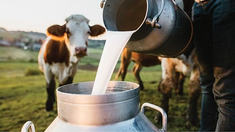 Milk Rate