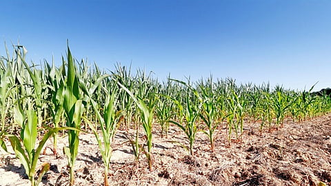Drought Condition