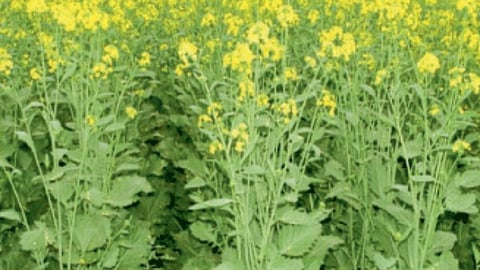 Mustard Crop