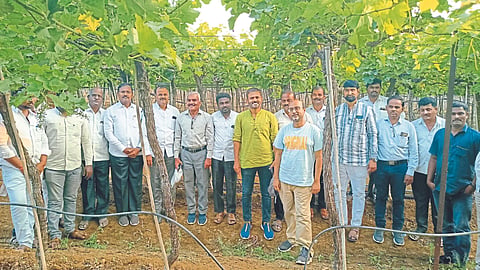 Grape Management