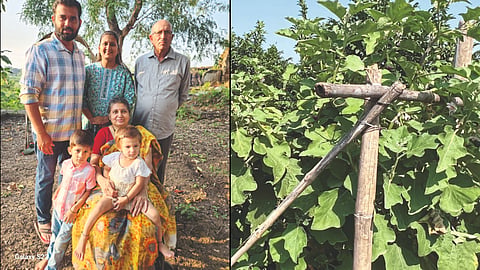 Fruit and vegetable farming