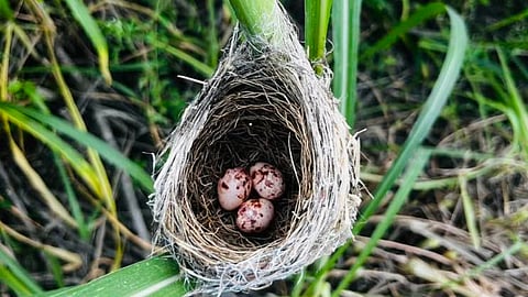 Bird Nest