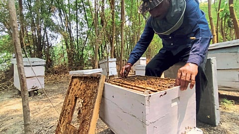 Beekeeping