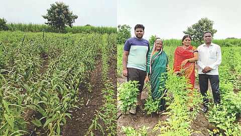 Intercropping
