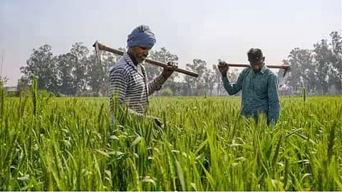 Kolhapur Rabi Season