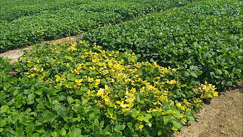 Soybean Yellow Mosaic