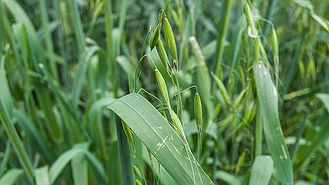Oat Fodder