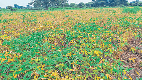 Soybean Disease