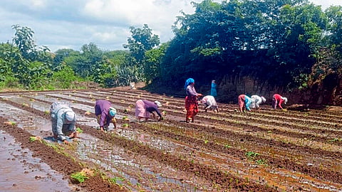 Onion Cultivation
