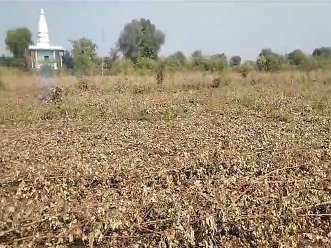 Cotton Crop