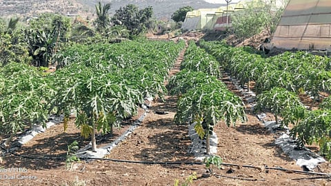 Papaya Cultivation
