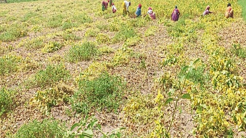 Crop Insurance