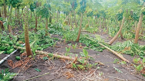 Crop Damage