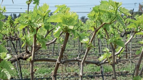 Grape Production