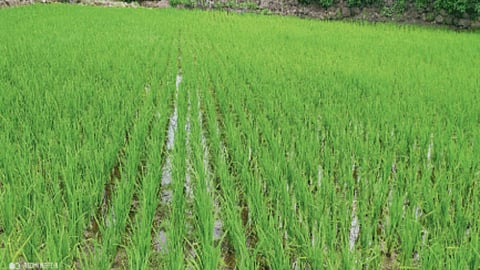 Crop