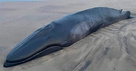 Baby Whale Fish