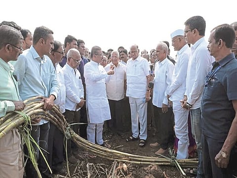 Sugarcane Farm