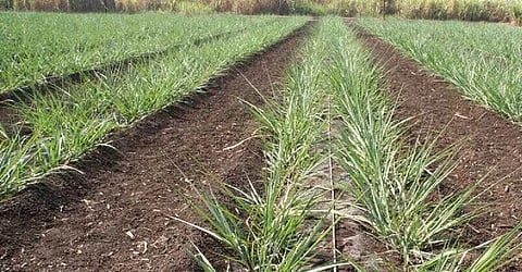 Sugarcane Farm