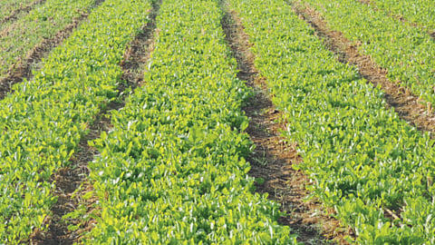 Soil Management