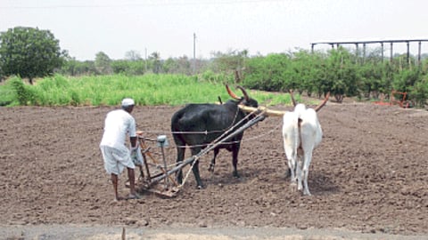 Rabi Sowing