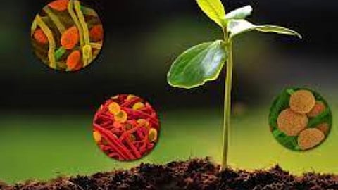 Biostimulants