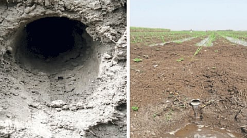 Wetlands and Saline Soils