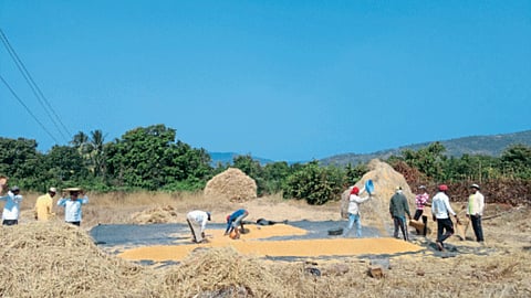 Paddy Crop