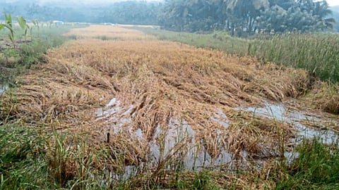 Paddy Crop