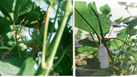 Grape Farming