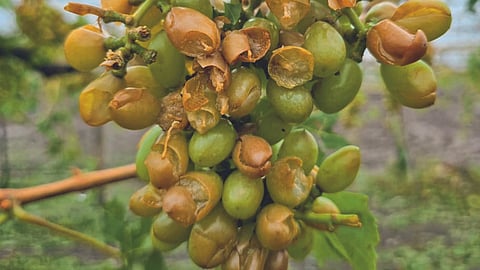 Crop Damage