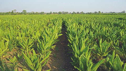 Turmeric