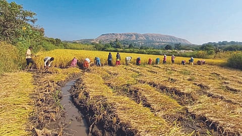 Paddy Harvesting