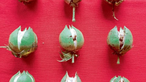 Cotton Crop