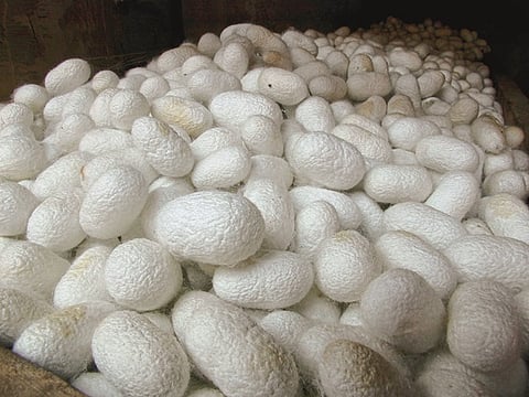 Sericulture farming