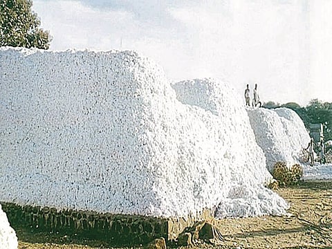 Cotton Procurement