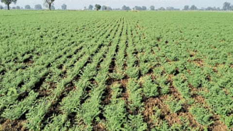 Seed Production