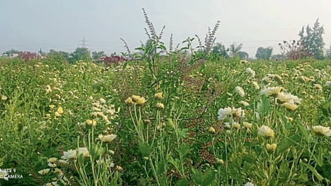 Basil Farming