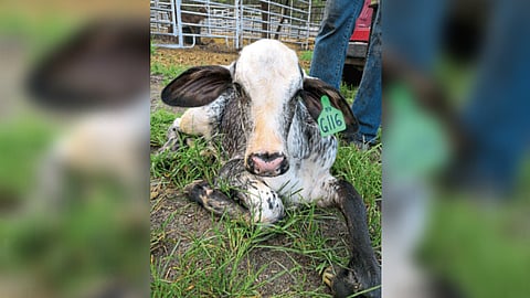 Cow