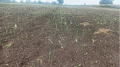 Onion Crop