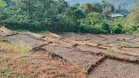 Paddy Farm