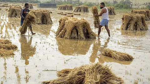 Crop Damage
