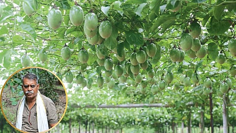 Multi Cropping