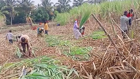 Sugarcane Crushing Maharashtra