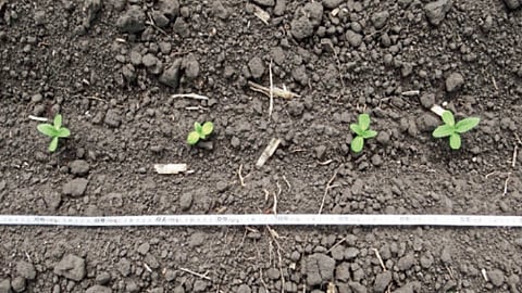 Sunflower Cultivation