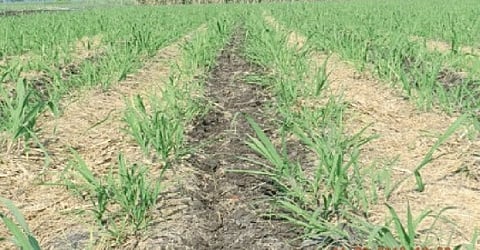 Sugarcane