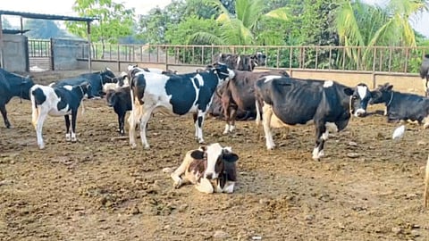 Animal Husbandry
