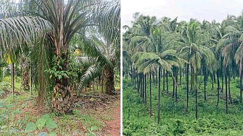 Oil Palm