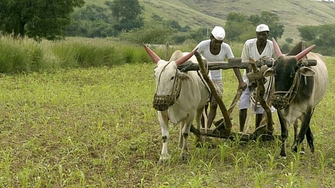 Kolhapur Rabi Season