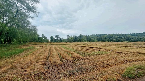 Paddy Harvesting